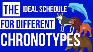 The Ideal Schedule For Different Chronotypes [upl. by Mcknight116]