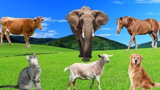 Familiar Animals Goat Cow Horse Cat Dog Duck  Animal Sounds [upl. by Nova]