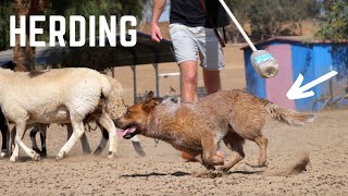 My CATTLE DOG Herding Sheep LIVE ACTION [upl. by Angel]