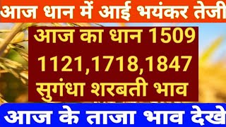 7 November 2024 धान की कीमतों में तूफानी तेजी । धान के ताजा भाव । धान का ताजा मंडी भाव । धान मंडी । [upl. by Allyson845]