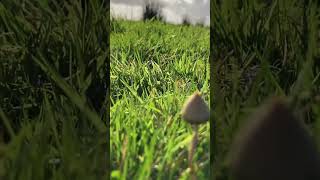 Welsh Liberty Caps  mushrooms [upl. by Jenks269]