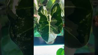 Alocasia Frydek Variegata shorts terrarium aquarium berlin TAB plantlover [upl. by Neddy965]