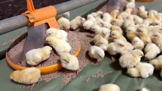 DayOld Chicks Thriving with the Kick Off 330 Feeding System [upl. by Mccarty]