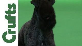 Crufts 2012  Kerry Blue Terrier Best of Breed [upl. by Ativak]