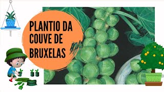 PLANTIO DA COUVE DE BRUXELAS 310820 [upl. by Adele429]