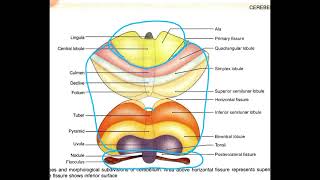 Cadevaric Cerebellum Anatomy Neuroscience Quick revision university exam [upl. by Edahs]