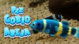 🐟 COMO CUIDAR al PEZ GOBIO ABEJA o Avispa 🐠🌿 peces gobios aquariumfish [upl. by Reina]