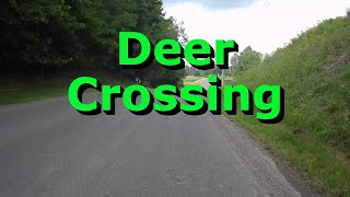 Deer Crossing [upl. by Neukam]