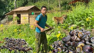 360 days of building a farm growing vegetables building a house living alone in the forest [upl. by Aihcsrop]