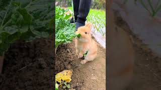 Lets walk the rabbit in the vegetable garden Cute pet debut plan Rabbit rural cute pet [upl. by Lenneuq138]