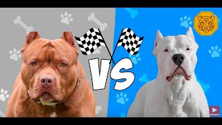 Dogo Argentino vs Pitbull Terrier Quien gana [upl. by Okiman]