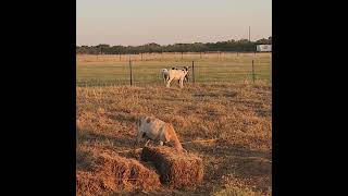 Thats what Tiggers do painteddesertsheep farming hayfarm [upl. by Gearalt]