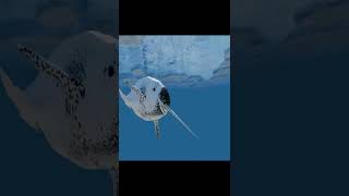 Interesting facts about Narwhals  AnimalsAndPets [upl. by Atauqal]