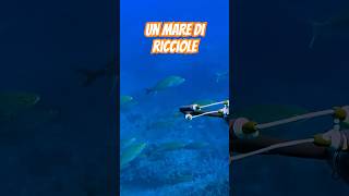 RICCIOLE nel SOTTOCOSTA pescasub spearfishing pescasub pescasubmarina fishing [upl. by Prissie591]