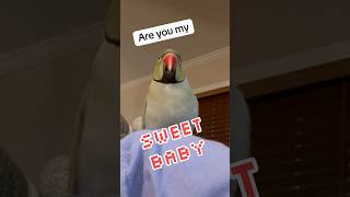 No naps for mom 😴 naptime talkingbird talkingparrot cuteanimals kisses funnyanimals parrot [upl. by Christis]