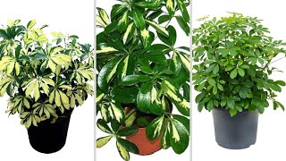 Best Types of Scheffleras You Can Grow  Schefflera Care  Umbrella Plant  Schefflera Varieties [upl. by Bosson]