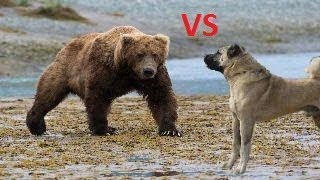 Koyunlara Saldıran Dev Ayı Kangal Köpekleri Tarafından Kovalanıyor  Kangal Dogs vs Giant Bear [upl. by Kuehnel280]