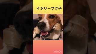 イジリー岡田っぽくなるビーグルフク子 アテレコ ビーグル beagle ガム 牛皮 可愛い イジリー岡田 高速ペロペロ 効果音 犬 歯磨きガム かみかみ 取られまい 噛む [upl. by Lian]