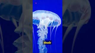 Box jellyfish facts facts [upl. by Horatia977]