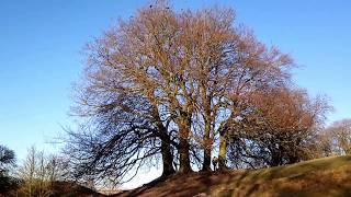 Magical wishing tree in Avebury [upl. by Julio]