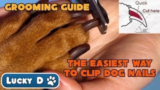 Easiest Way To Clip Dog Nails [upl. by Birkett529]