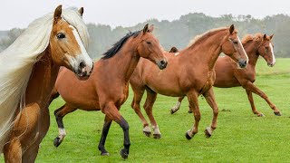 O Som dos Cavalos  Som dos Cavalos Relinchando  Horses Sounds [upl. by Seaton]