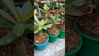 Adenium Arabicum seedlings bonsai adenium adeniumarabicum plants shorts viral gardening [upl. by Kancler]