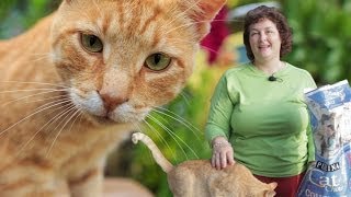 Deworming Cats Naturally Prevent Roundworms amp Tapeworms in Cats [upl. by Ybbil]