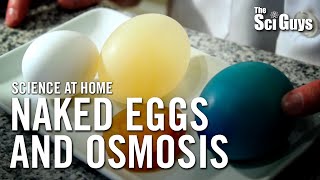 The Sci Guys Science at Home  SE1  EP14 The Naked Egg and Osmosis [upl. by Nelia]