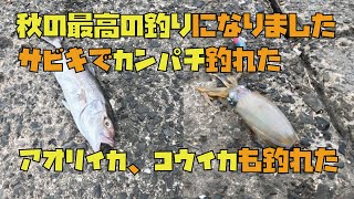 【秋の最高の釣り】アオリイカもコウイカもカンパチも釣れました！ [upl. by Jayne]