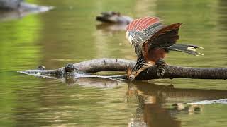 The Amazing Hoatzin Natures Most Unique Bird Rare Bird [upl. by Quinn872]