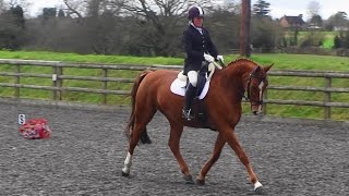 British Dressage Novice 22  Natalie and Faust 12Jan15 [upl. by Fadas]