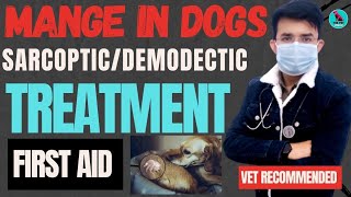 Mange Treatment In Dogs  Demodectic Mange Sarcoptic Mange  First Aid इलाज  Serious Problem 😭 [upl. by Ulphia]