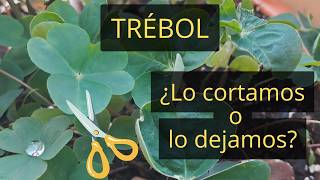 Los TRÉBOLES son buenos para las plantas [upl. by Lerrehs750]