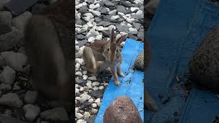 😊 cottontail rabbit 🐰backyardnaturebirds ￼ [upl. by Cirilo]