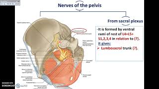 Overview of Pelvis 4  Nerves of Pelvis  DrAhmed Farid [upl. by Olifoet]