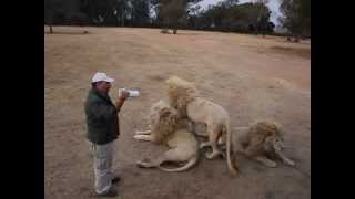 White lion grooming [upl. by Vaden]