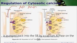 Regulation of cytosolic calcium [upl. by Qerat476]