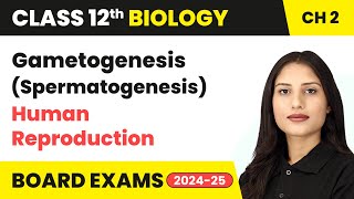 Gametogenesis Spermatogenesis  Human Reproduction  Class 12 Biology Chapter 2  CBSE 202425 [upl. by Dippold823]