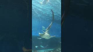 Oceanarium  Inside the Manila Ocean Park  Gree Vlogs [upl. by Annuaerb904]