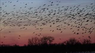 Sandhill Cranes at Rowe Sanctuary  2019 [upl. by Melisandra]