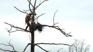 Great Blue Heron Cam Behind the Scenes [upl. by Yeltnerb]