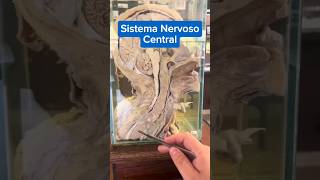 Partes do Sistema Nervoso Central neuroscience fisioterapia neurology neuroanatomy neurociencia [upl. by Mushro]