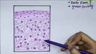 Histology Of Elastic Cartilage [upl. by Noyerb]