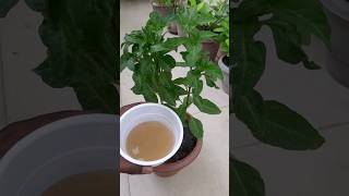 Chilli Plant Best Liquid Fertilizer 🌱shorts garden gardening [upl. by Aldarcy317]