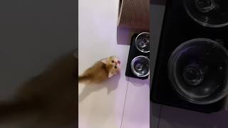 Very cute cat 🐈😺cat catlover shorts youtubeshorts [upl. by Ertnom831]