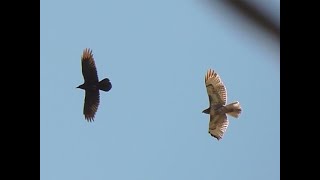 RedTailed Hawk and Common Raven Flying Together [upl. by Areip]