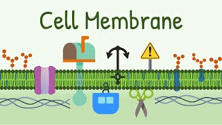 Cell Membrane Structure amp Functions  Membrane Lipids Membrane Proteins and Carbohydrates [upl. by Samaria]