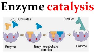 Enzyme catalysis mechanism [upl. by Otreblada]