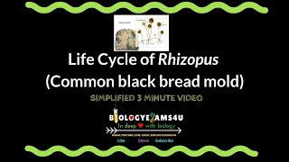 Life Cycle of Rhizopus Reproduction of Rhizopus or Common black bread mold [upl. by Ggerk745]